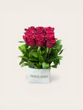 Awan Blush red